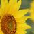 Carolyn Froton's profile image