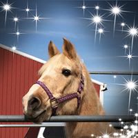 Karen White's profile image