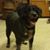 Schelice Reyes's profile image