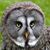 Gray Owlen's profile image
