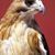 Janet Cooper's profile image