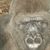 Tonia Young's profile image