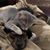 Krissy Scheid Roach's profile image
