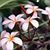 Ancilla Fedele's profile image