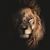 Jace Perry's profile image