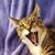 Britt Morris's profile image