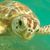 Rheannon Stover Weaver's profile image