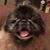 Chico Larson's profile image