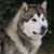 Samir Bensaada's profile image