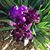 Renee Callison's profile image