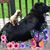 Roxanne Deschepper's profile image