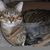 Dee Atkinson's profile image