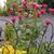 Carol Koontz's profile image