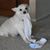 Bonnie Bean Panattoni's profile image