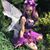 Yoshi Ryleigh Evangeline's profile image