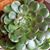 Sonia Cervantes Corti's profile image