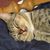 Nicholas J. Evancik's profile image