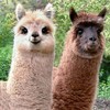 Cheryl C.'s profile image