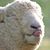 Sarah Withrow's profile image