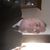 Ted Petre's profile image