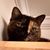 Jackie Evrard's profile image