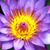Switm Crmn Carmen Barton's profile image