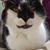 Bee Rhapsody's profile image