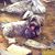 Carol Foerst's profile image