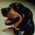 Niema H.'s profile image