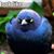 Louisa F Morrisette's profile image
