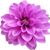 Cheyenne Goralski's profile image
