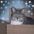 Karen Pitman Simpson's profile image