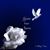 Anna Challen's profile image