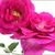 Jackie Rogenski's profile image