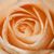 Mohan Kishore's profile image