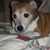 Susie Sykes's profile image