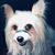 Andrew Buchanan's profile image