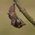 Strother J Bracy's profile image