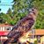 Monte Peters's profile image