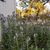 Eileen Grant Whitesell's profile image