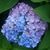 Denise Chittum-Slone's profile image