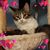 Stephanie Hollabaugh's profile image