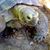 Lorie Grace's profile image