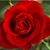 Susan Marie's profile image