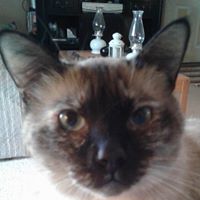 Kim Johnson's profile image