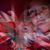 Sokol Kraja's profile image