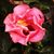 Ellen Boudreau's profile image