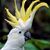 Patricia Stokes's profile image