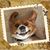 Johanna Chevere-Lugo's profile image
