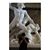 Alessio Centore's profile image